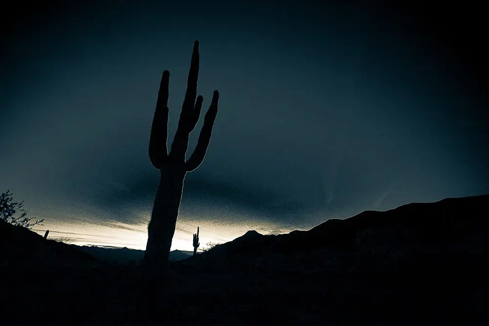 2 cactus backlit during sunset