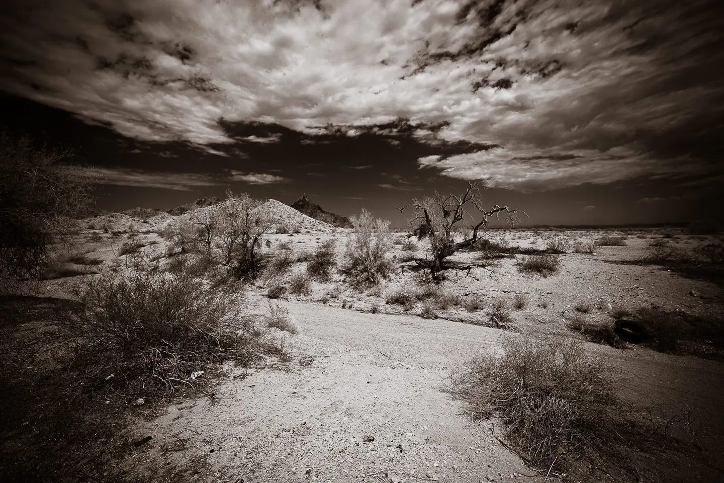 Phoenix Professional Photography