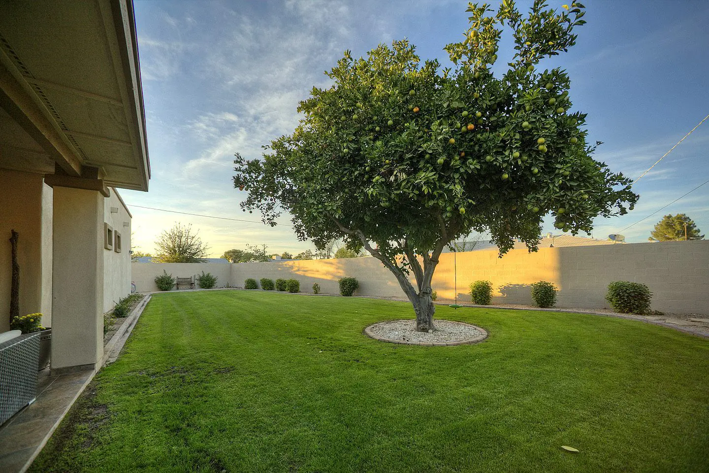 backyard fruit tree