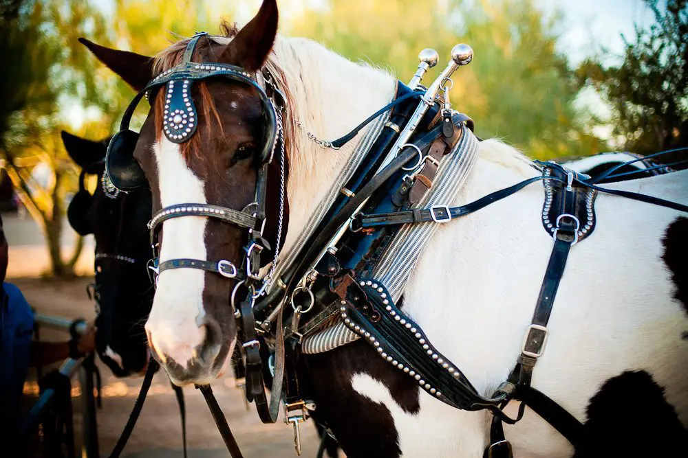 scottsdale wagon rides